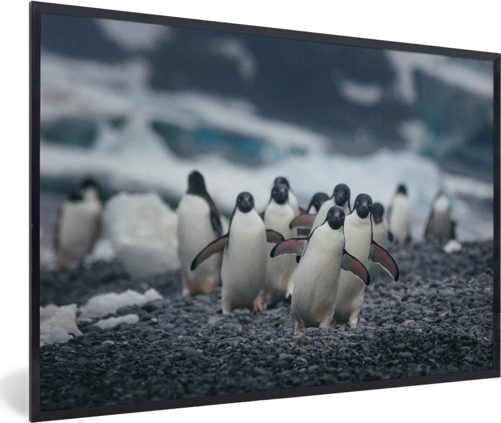 MuchoWow MuchoWow Gerahmtes Poster Adeliepinguine am Strand 90x60 cm - Poster mit zchwarzem Bilderrahmen - Fotorahmen - Foto-Plakat