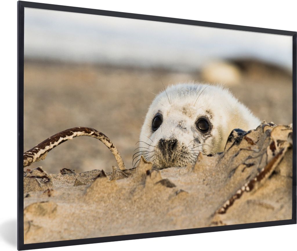 MuchoWow MuchoWow Gerahmtes Poster Robbe hinter Sandhügeln versteckt 30x20 cm - Poster mit zchwarzem Bilderrahmen - Kunstdruck - Bild-Poster