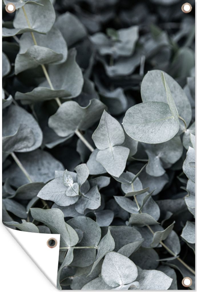 MuchoWow 40x60 cm Outdoor-Poster Gartendeko Sichtschutz Garten Poster für den Garten Natur - Pflanzen - Eukalyptus - Blätter