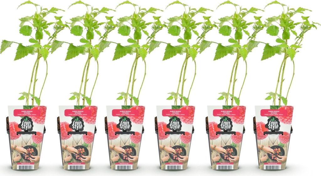 GreenboutiQ - Obstpflanzen - Himbeere - Rubus idaeus Ottawa Produktbild 