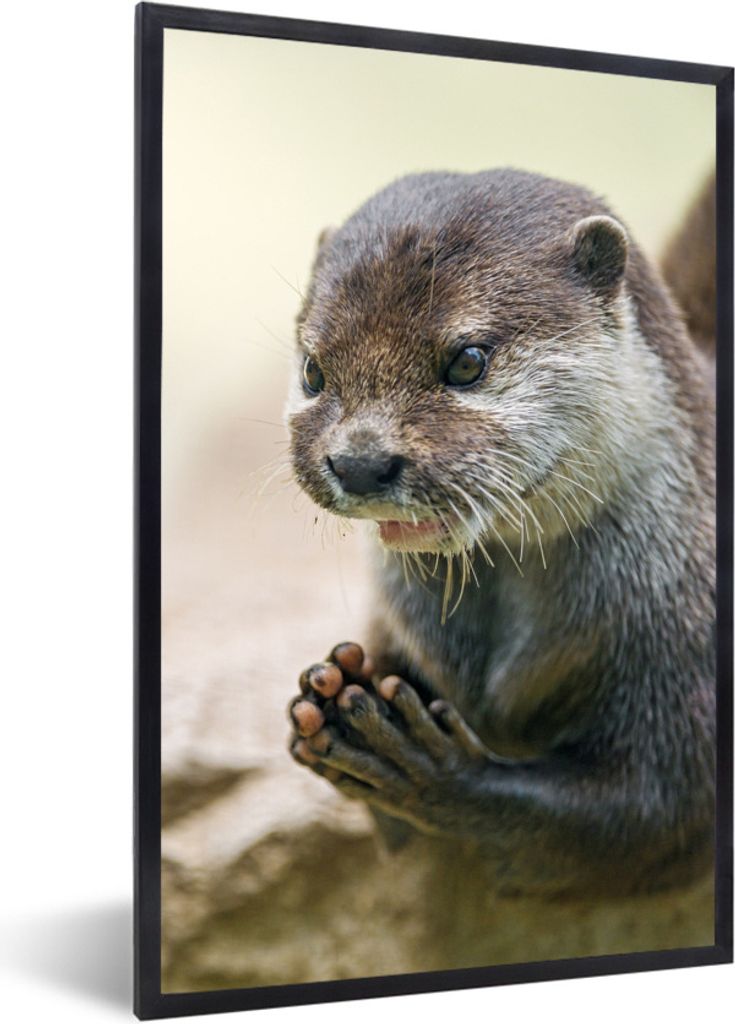 MuchoWow Gerahmtes Poster Ein Otter mit den Beinen zusammen 60x90 cm - Poster mit Schwarzem Bilderrahmen Wandposter Rahmen Foto Bilder - Kunst
