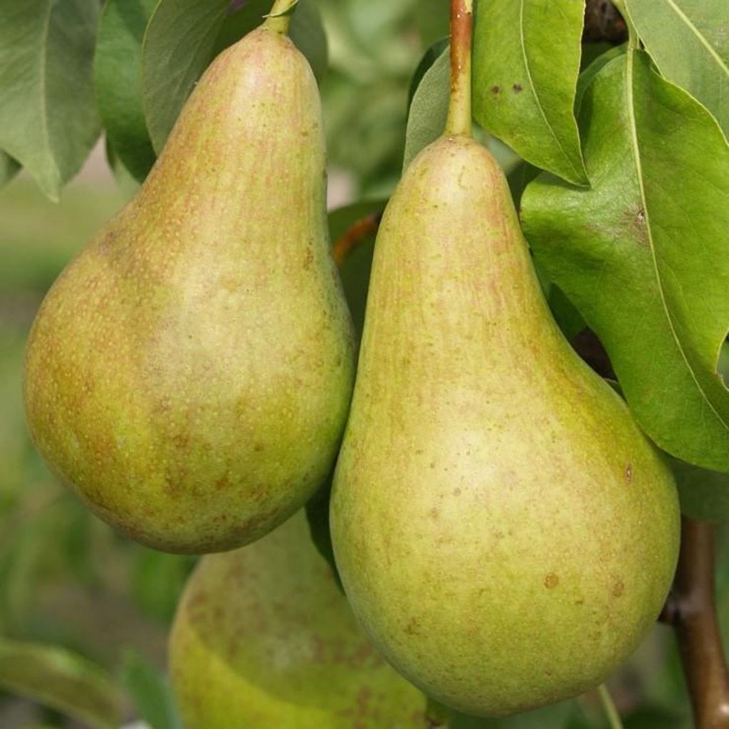 Abate Fetel Herbstbirne Birnenbaum als Buschbaum ca. Produktbild 