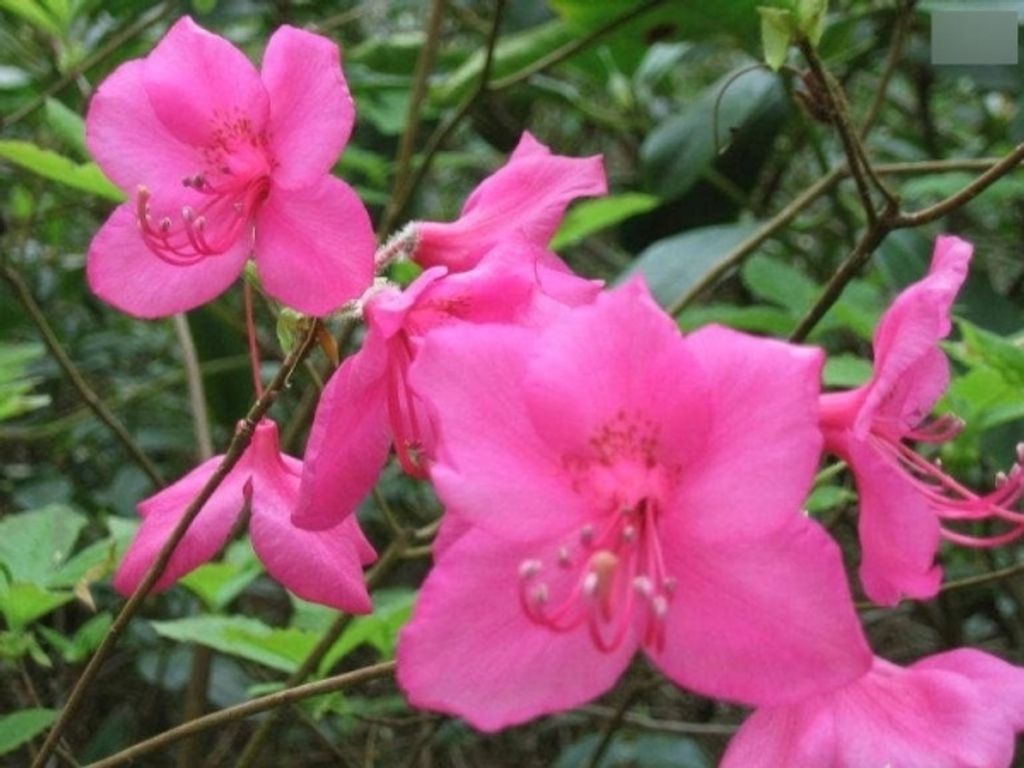 Albrechts-Azalee - Rhododendron albrechtii 30-40cm