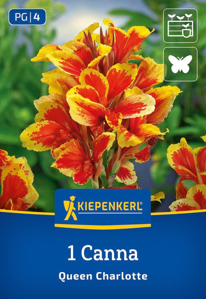 Kiepenkerl Blumenrohr Queen Charlotte Canna x Hybrida 1 Pflanze