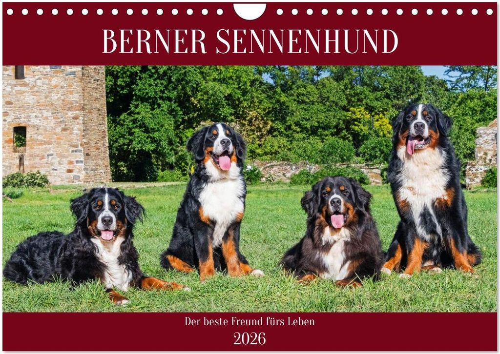 Berner Sennenhund - Der beste Freund fürs Leben (Wandkalender 2026 DIN A4 quer), CALVENDO Monatskalender