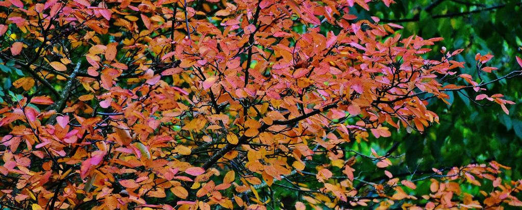 hansepuzzle 43435 - Herbstblätter Panorama-Puzzle 2000 Teile | Natur Puzzle, 2028 Teile, Natur, 60,0 x 46,0cm mit hochwertiger Aufbewahrung, Karto...