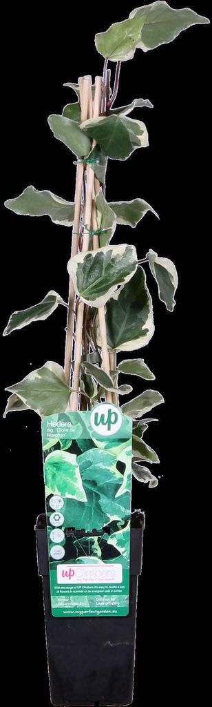 Hoogeveen Hedera Algeriensis 'Gloire De Maren' - 65 cm, Ø15 cm