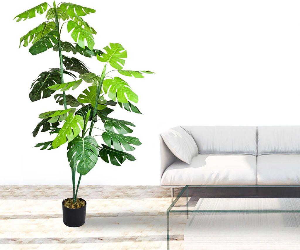 kirschlorbeer novita standort Kirschlorbeer prunus novita 100-120 cm – Pflanzen247 main image 1