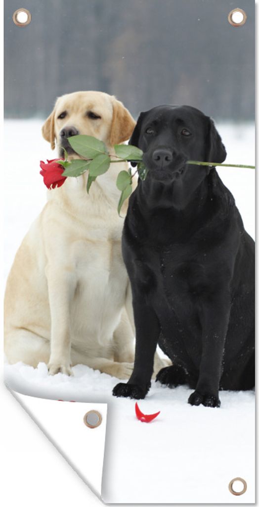 MuchoWow 80x160 cm Outdoor-Poster Gartendeko Sichtschutz Garten Poster für den Garten Hund - Rosen - Schnee