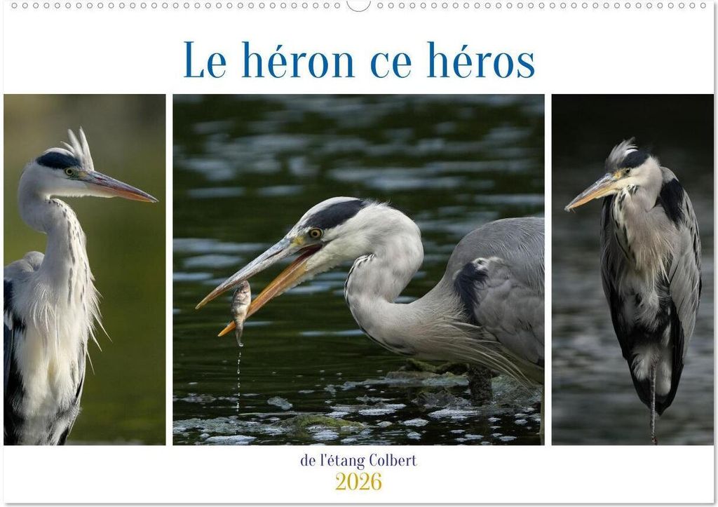 Le héron ce héros de l'étang Colbert (Calendrier mural 2026 DIN A2 vertical), CALVENDO calendrier mensuel