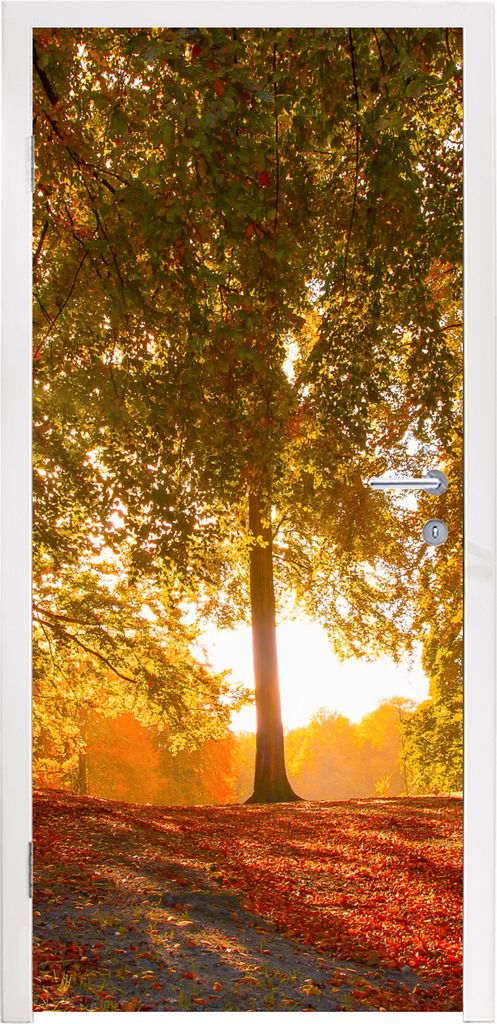 MuchoWow Türtapete Selbstklebende Türfolie Herbst - Licht - Wald 95x235 cm Türposter Türaufkleber Klebefolie Türklebefolie - XXL-Poster - T...