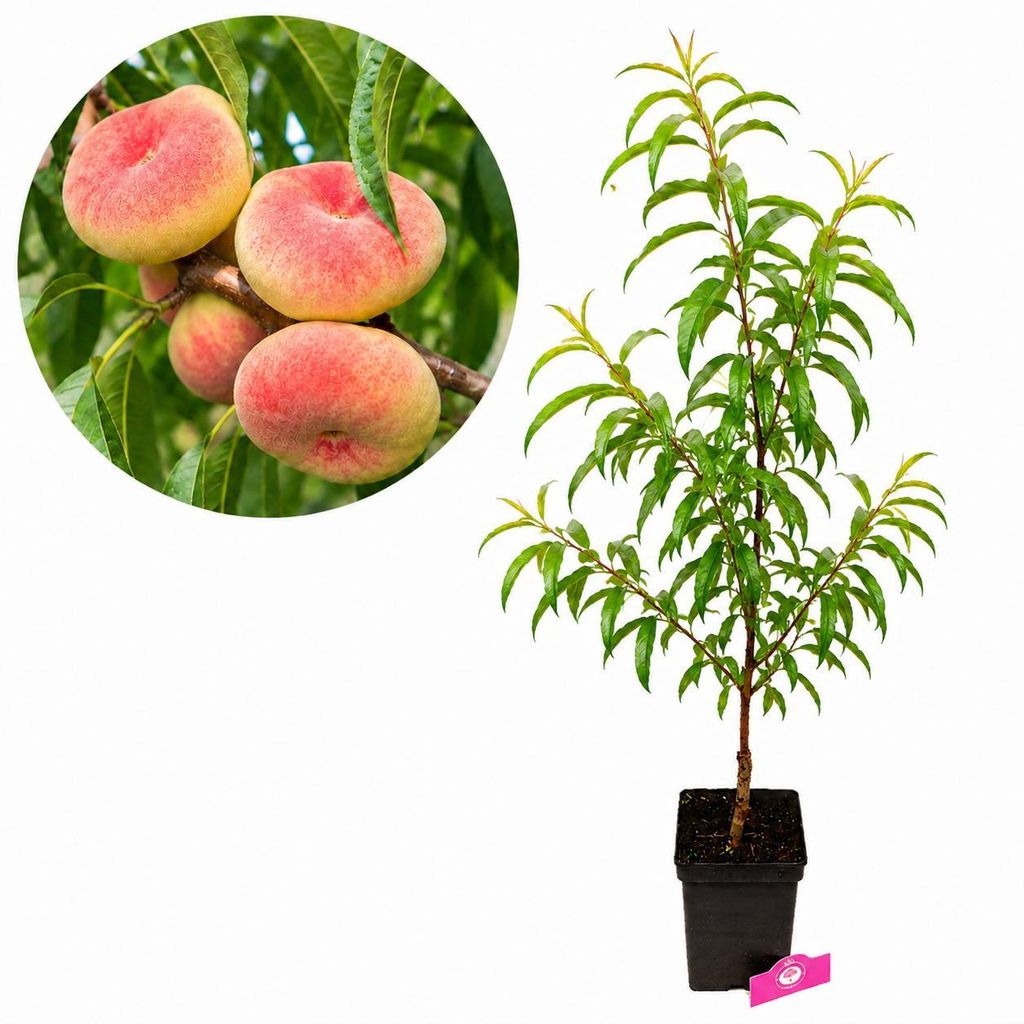 Prunus persica 'Saturne', pêcher, variété à fruits plats, Image du produit 