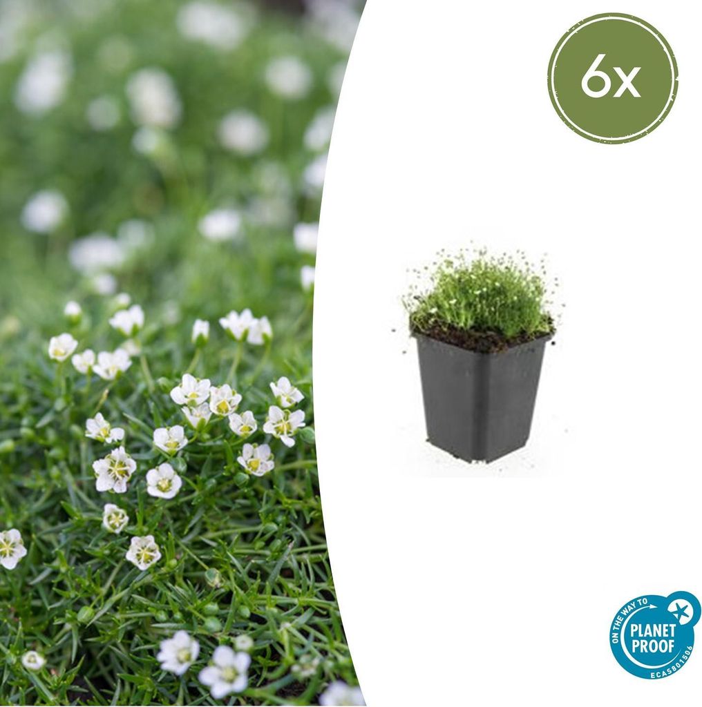 Sagina subulata | 6 Stücke - 10-25cm - Ø9cm - Gartenpflanze