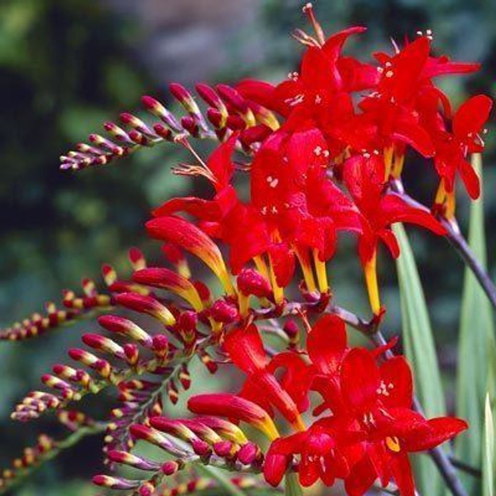 10 Feuerrote Kleinblütige Montbretien Crocosmia Red King winterhart