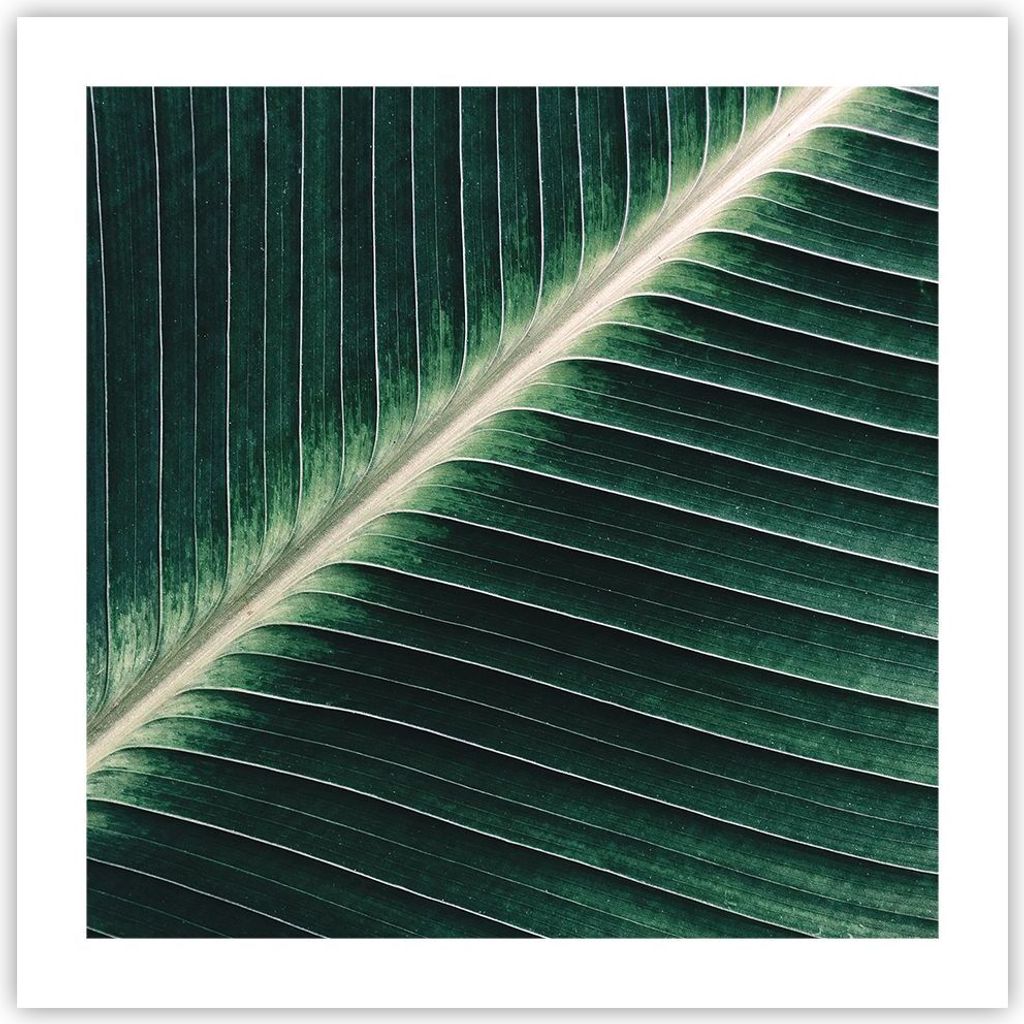 Poster - Poster ohne Rahmen - Grün Blatt Tropisch - 50x50 cm - Wand Bild - Wanddeko - Wandbilder - Kunstposter - Wandposter - Bilder - Kunstdruck ...