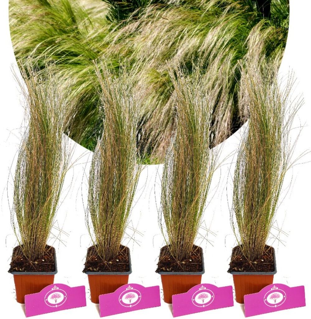 Four potted plants with feathery grass, set against a blurred background of more grass.