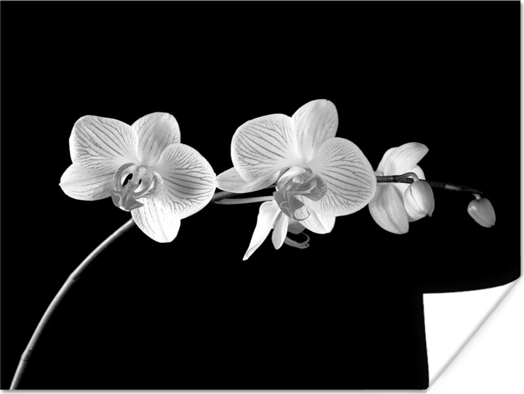 MuchoWow Poster Orchidee - Blumen - Schwarz - Rosa - Knöpfe 40x30 cm - Plakate für die Wände - Poster Wohnzimmer