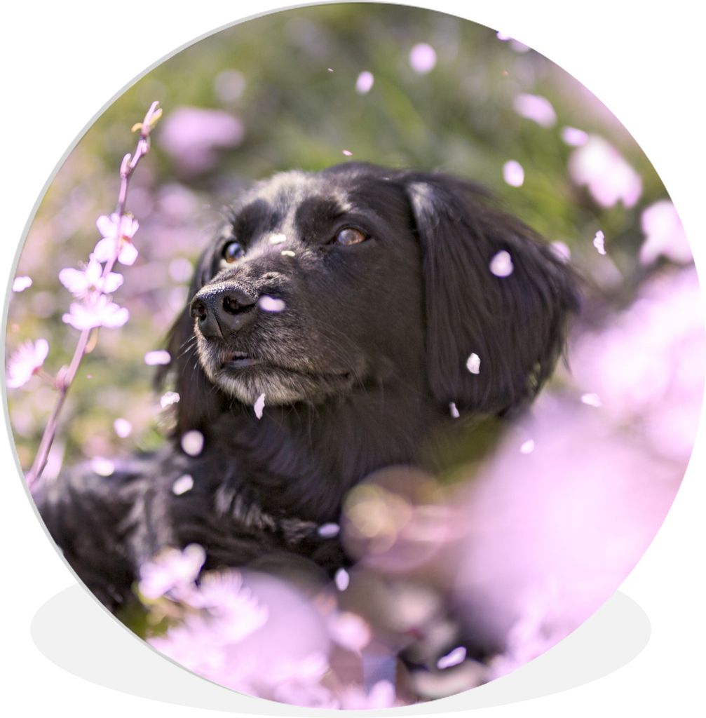 MuchoWow Rundes Wandbild - Runde Bilder Hund - Blumen - Haustier Ø 60 cm Kreis Wanddekoration Kunststoff - Wandkreis - Wandschmuck - Wand Kreis ...