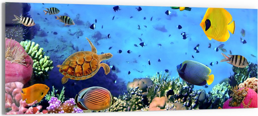 DEQORI Glasbild Echtglas 150x60 cm 'Lebensraum Korallenriff' Wandbild Bild modern Deko