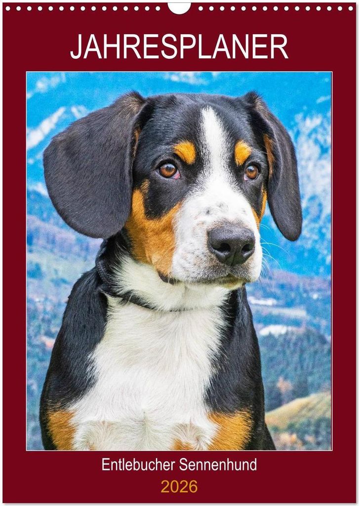 Jahresplaner Entlebucher Sennenhund (Wandkalender 2026 DIN A3 hoch), CALVENDO Monatskalender
