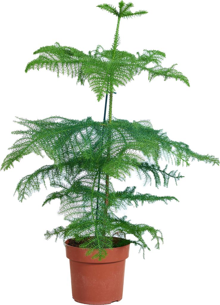 Bloomique - Araucaria Heterophylla - Sosna doniczkowa - Zdjęcie produktu 