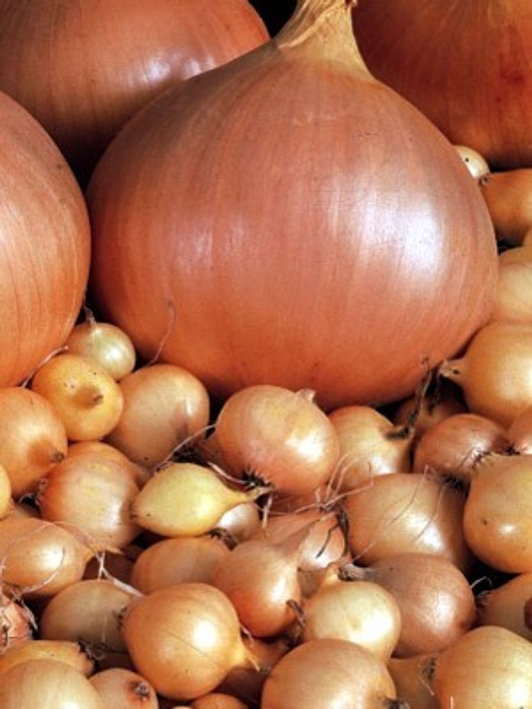 Steckzwiebel "Stuttgarter Riesen" (500 g) gelbe Steckzwiebeln, Quedlinburger