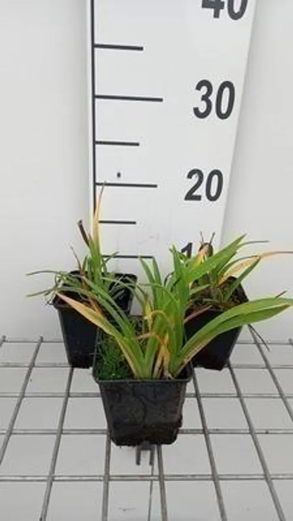 Hémérocalle Little Grapette violette - 6 plants compacts pour balcon et pot