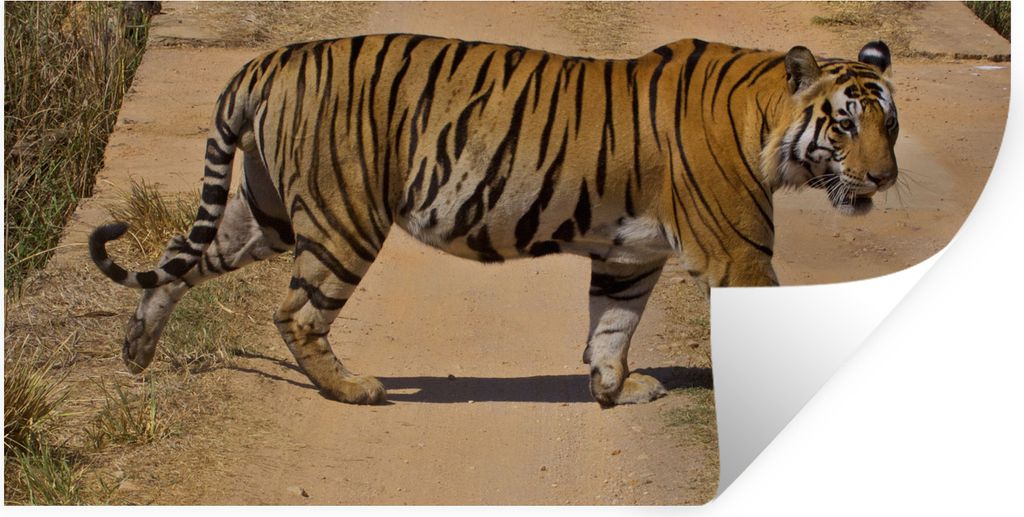 MuchoWow Wandtattoo Wandsticker Wandaufkleber Tiger - Auswärts - Laufen 80x40 cm Selbstklebend und Repositionierbar - Aufkleber