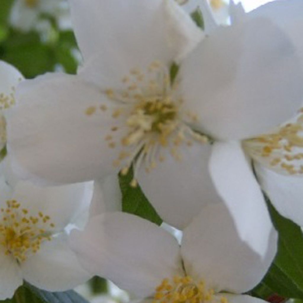 2 x  Gartenjasmin  - Philadelphus 'Virginal'  | 50-60 cm v Obrázok produktu 