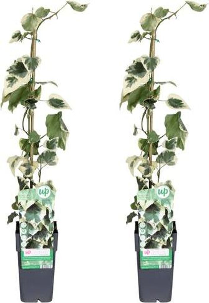 Hedera colchica Dentata Variegata – Efeu – 2 Pflanzen – Immergrüne Kletterpflanze – Ø15cm – Höhe ca. 65cm – Winterharter Sichtschutz...