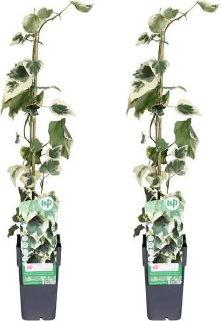 Plante grimpante Lierre Dentata Variegata - Brise-vue de Jardin 65cm
