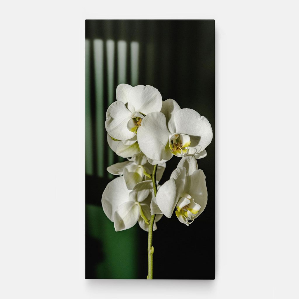 ARTHUB Leinwandbild 50x100 cm, Orchid On Green | Wohnzimmerdekoration, Hängende Bilder, Wanddekoration, Heimdekoration, Blumen, Orchideen