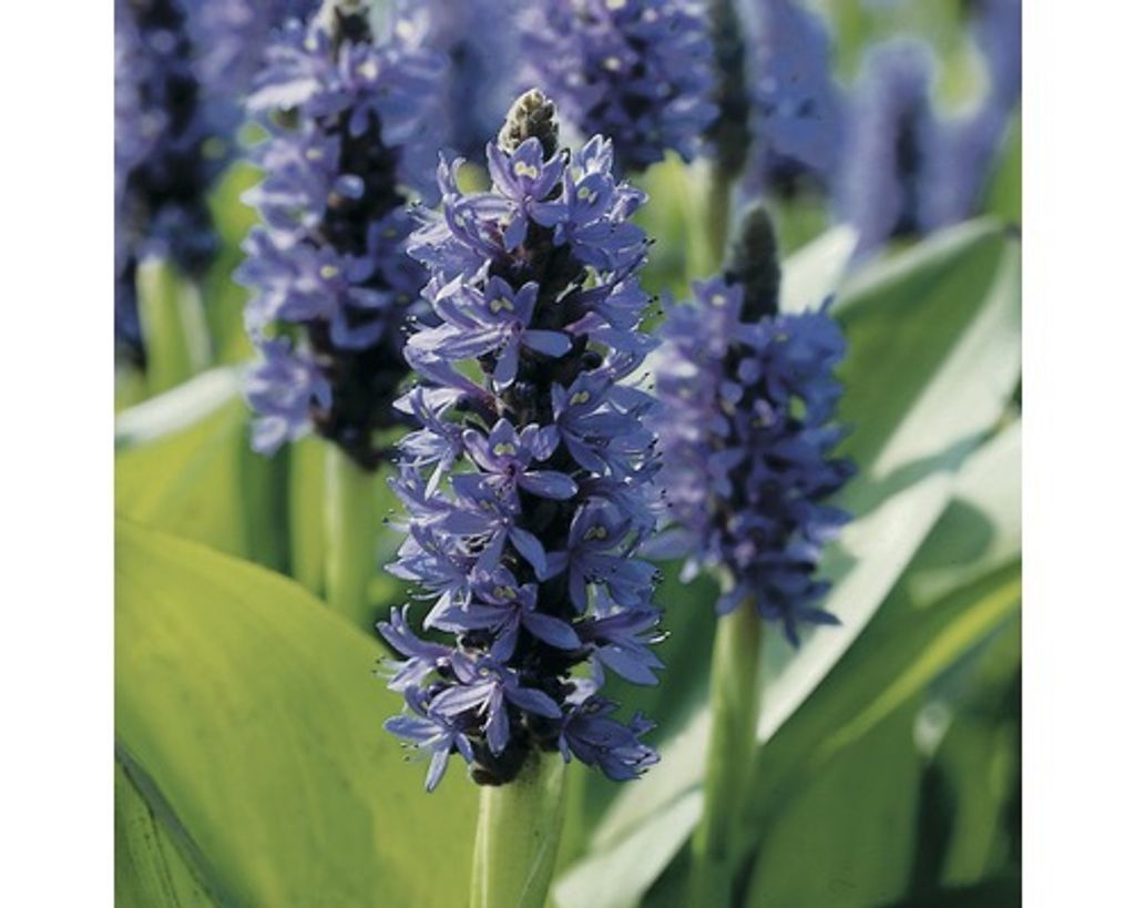 Herzblättriges Hechtkraut FloraSelf Pontederia Cordata H 15-25 cm Co 0,6 L