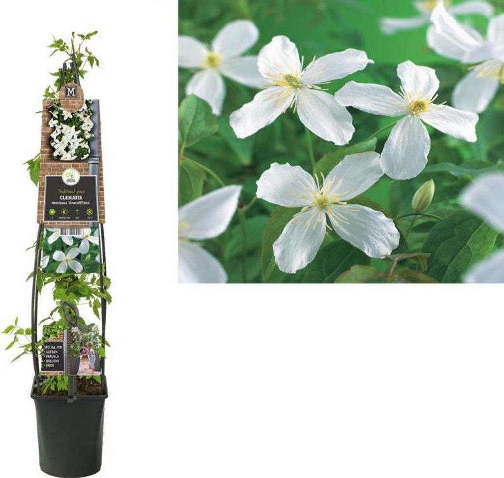 Clematis montana „Grandiflora“ 30–50 cm – Berg-Waldrebe, stark wachsende Kletterpflanze mit weißen Blüten