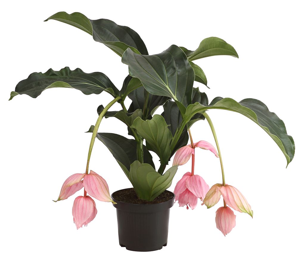 Dehner Medinille, rosa-farbene Blüten, ca. 60-70 cm, Ø Topf Produktbild 