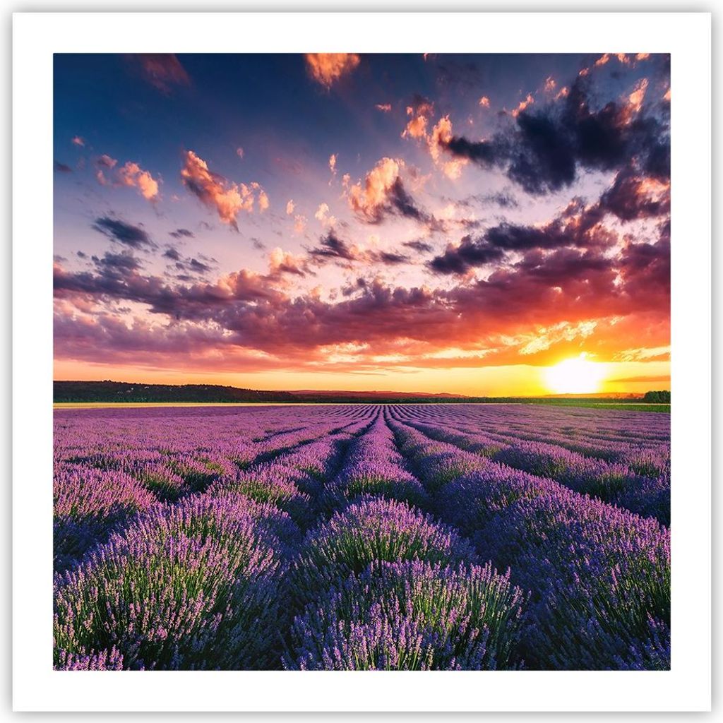 Poster - Poster ohne Rahmen - Lavendel Berge Feld - 60x60 cm - Wand Bild - Wanddeko - Wandbilder - Kunstposter - Wandposter - Bilder - Kunstdruck -...