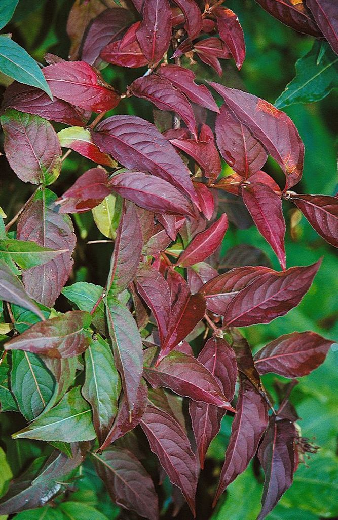 Diervilla lonicera, Buschgeißblatt, 40–60 cm