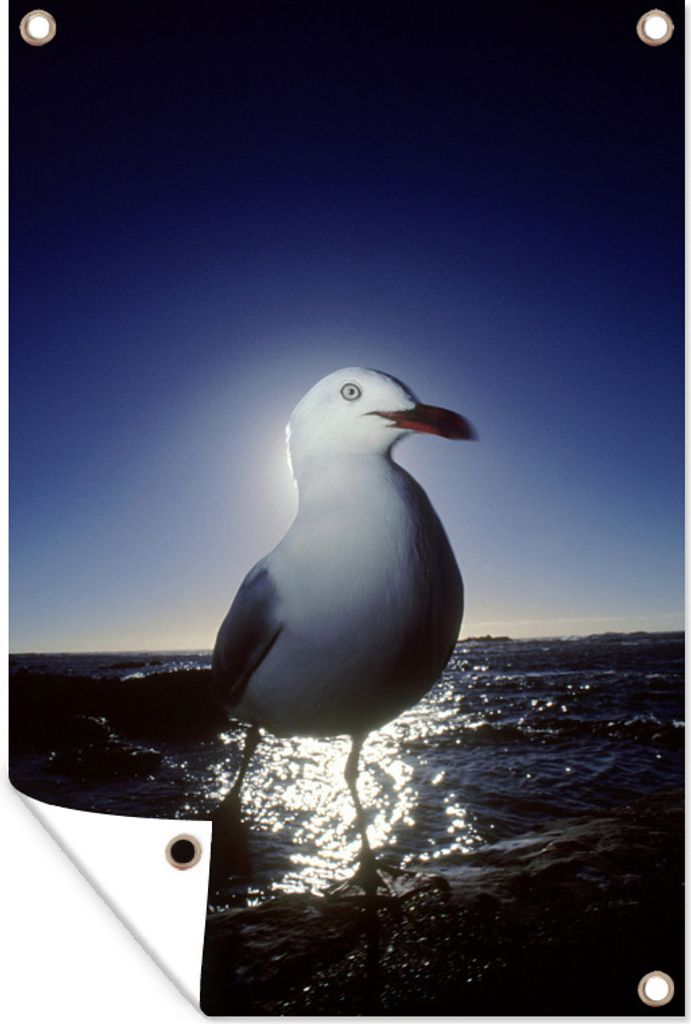 MuchoWow 60x90 cm Outdoor-Poster Gartendeko Sichtschutz Garten Poster für den Garten Weißkopfmöwe bei Sonnenuntergang