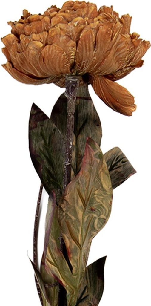 Clayre & Eef Kunstblume 10x10x65 cm Braun Kunststoff