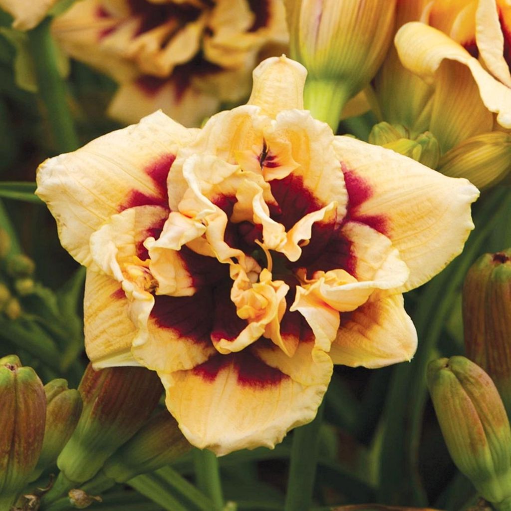 Taglilie Hemerocallis Staude Rhizom winterhart Taglilie Roswitha 1 St.