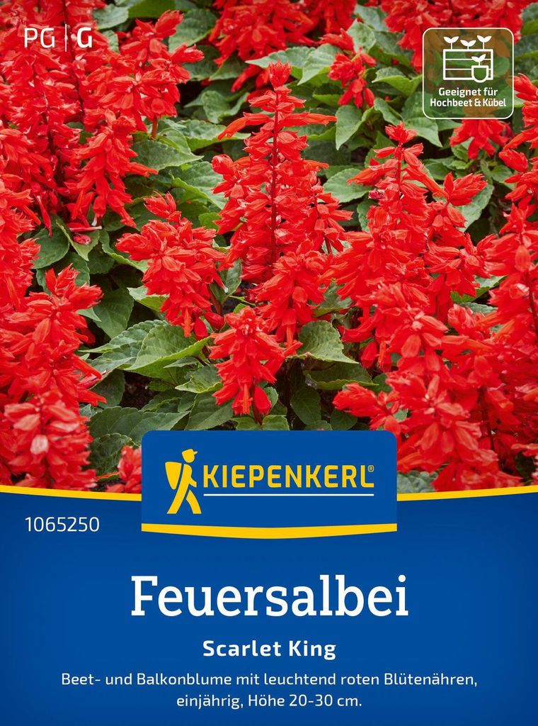 Kiepenkerl Feuersalbeisamen Scarlet King Salvia splendens Produktbild 