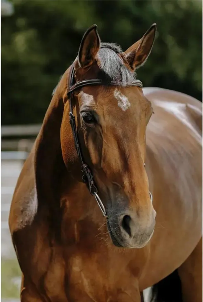 Filet de cheval Norton Freedom Marron taille Full en cuir de qualité