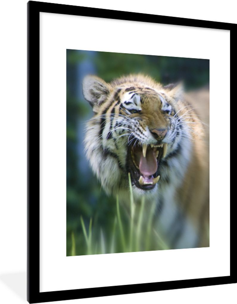 MuchoWow Gerahmtes Poster Tiger - Dschungel - Kopf 60x80 cm - Poster mit Schwarzem Bilderrahmen Wandposter Rahmen Foto Bilder - Wohnzimmer - Deko...