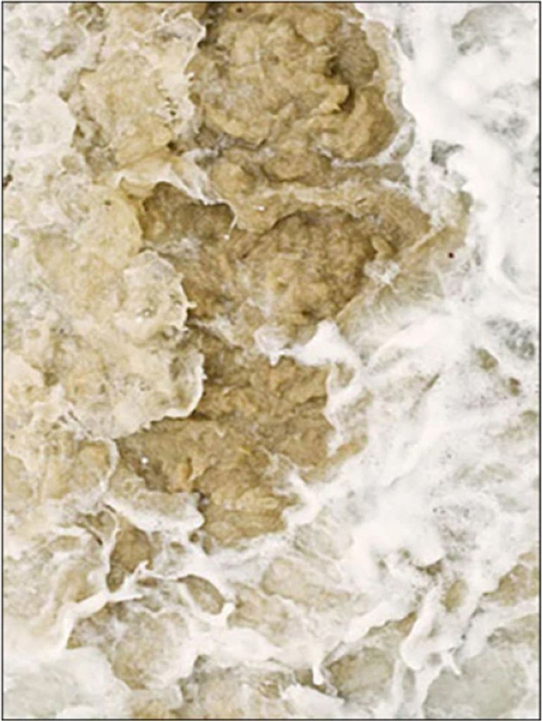 TPFLiving Kunstdruck LW-04 (OHNE RAHMEN) Poster - Leinwand - Wandbild - Hochauflösender Giclée-Druck, langlebig und hochwertig - Blumen, Blätter...