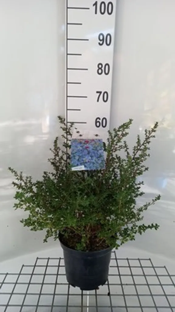 Ceanothus hybr. Julia Phelps - Céanothe persistant en conteneur 40-50 cm