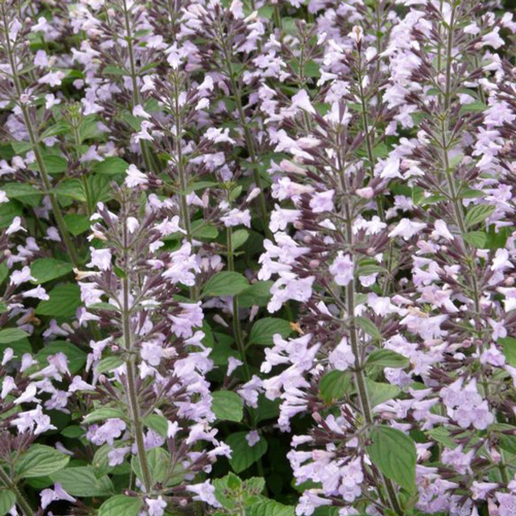 6 x Kleinblütige Bergminze - Calamintha nepeta 'Blue Cloud' | Topf 9cm x 9cm