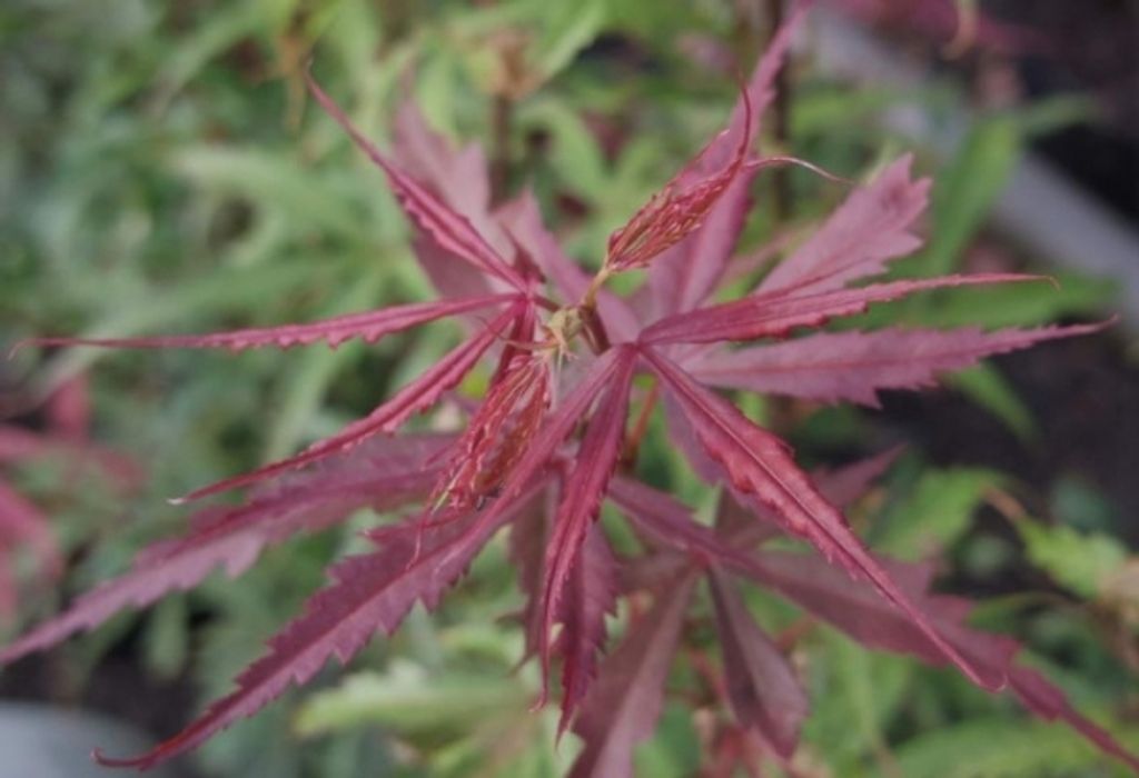 Ahorn palmatum Jerre Schwartz - Japanischer Fächerahorn 40-60