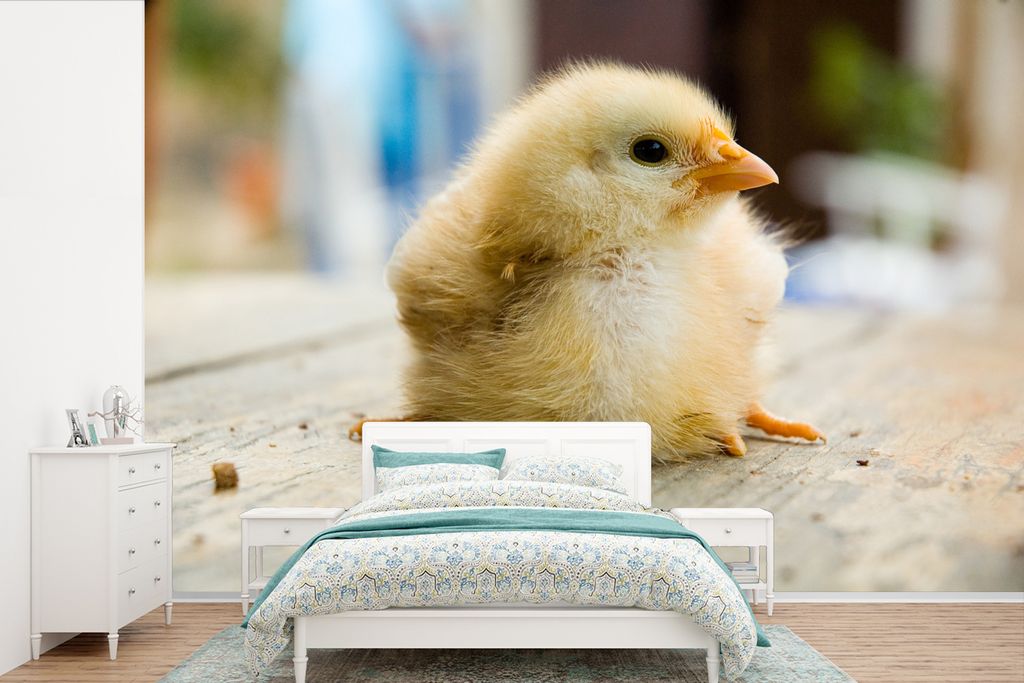 MuchoWow Fototapete für Wohnzimmer oder Schlafzimmer Wandtapete Vinyl Motivtapete Niedliches kleines Küken auf einem Holztisch - 600x400 cm - V...