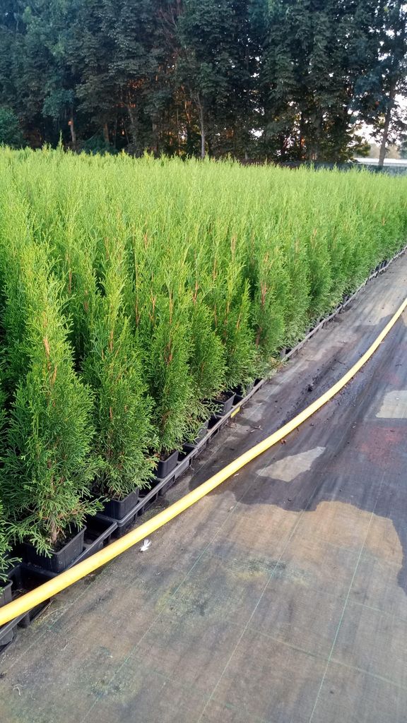 1 Stck, 25-30cm, Topf 9cm, Lebensbaum Thuja occidentalis