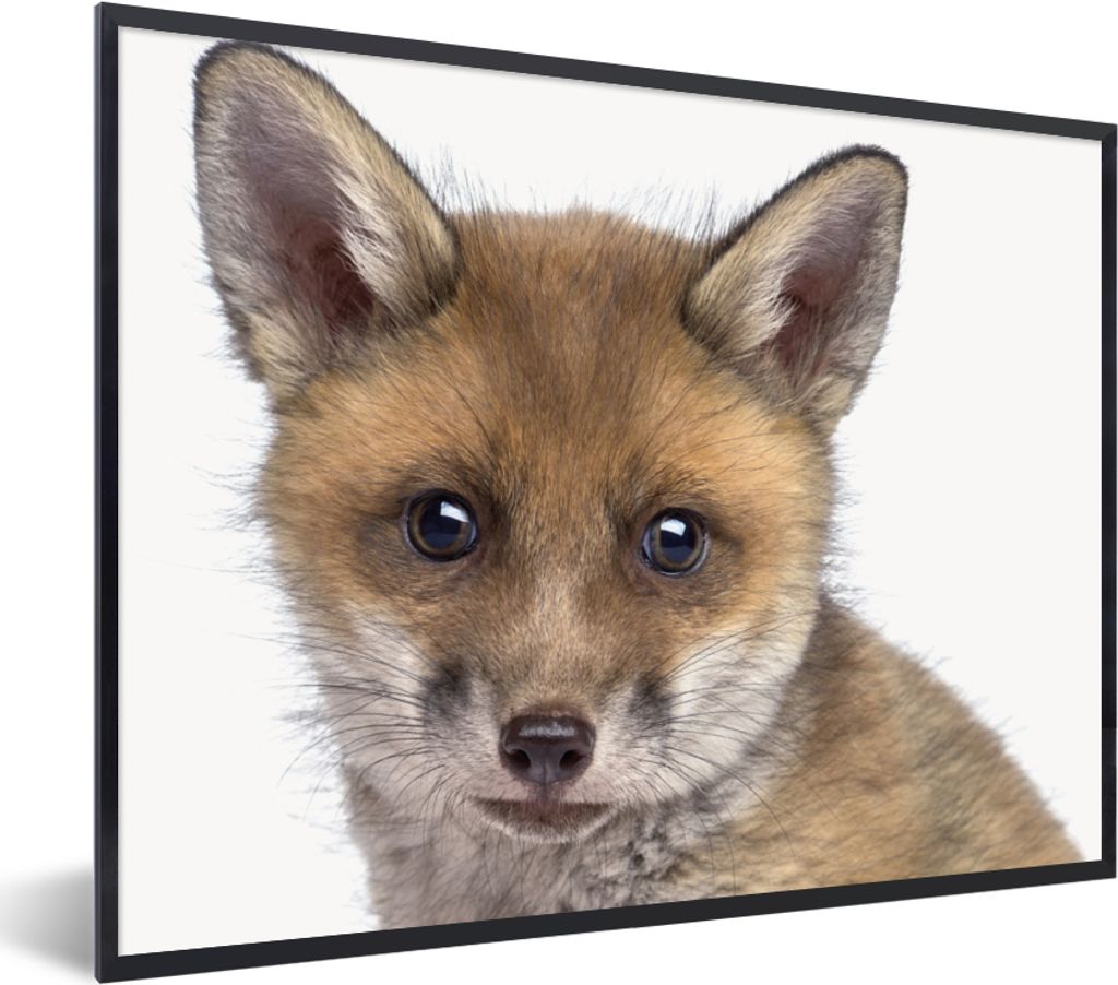 MuchoWow Gerahmtes Poster Fuchs - Tiere - Jungtier - Jungen - Mädchen - Kind 40x30 cm - Poster mit Schwarzem Bilderrahmen Wandposter Rahmen Foto...